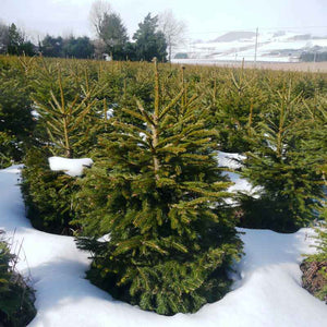 Needlefresh Norway Spruce Pot Grown Christmas Tree image 3