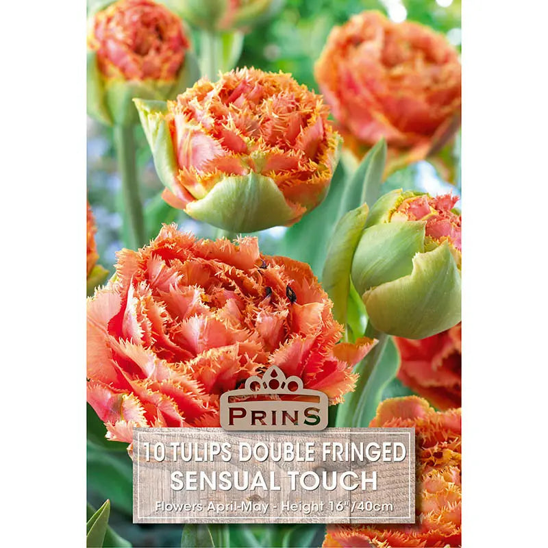 Tulip 'Sensual Touch' (10 bulbs) image 0