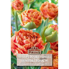 Tulip 'Sensual Touch' (10 bulbs) image 0