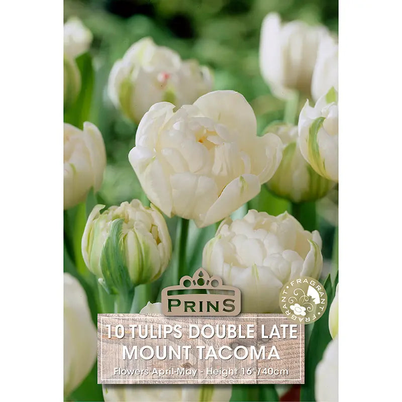 Tulip 'Mount Tacoma' (10 bulbs) image 0