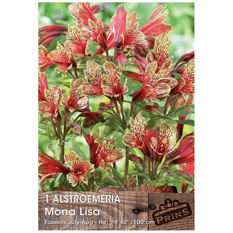 Alstroemeria 'Mona Lisa' (1 bulb) image 0