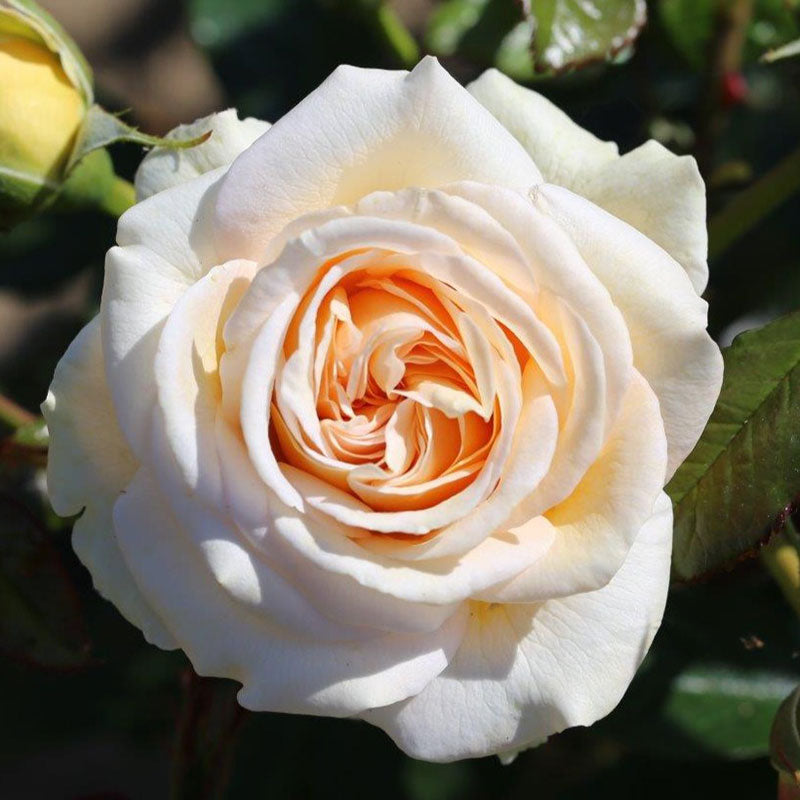 Whartons Roses ‘Timeless Cream’ Hybrid Tea Rose (3-Litre Pot) image 0