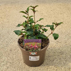 Fuchsia ‘Mrs Popple’ (3-Litre Pot) image 0