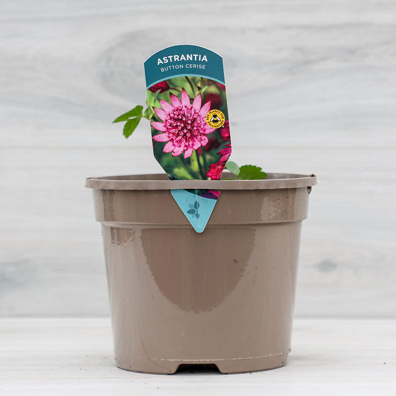 Astrantia major ‘Cerise Button’ (2-Litre Pot) image 0