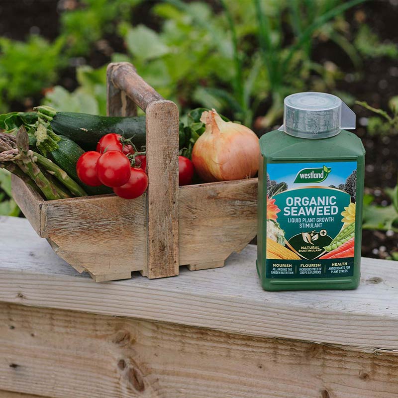 Westland Organic Seaweed Liquid Plant Growth Stimulant (1-Litre) image 0