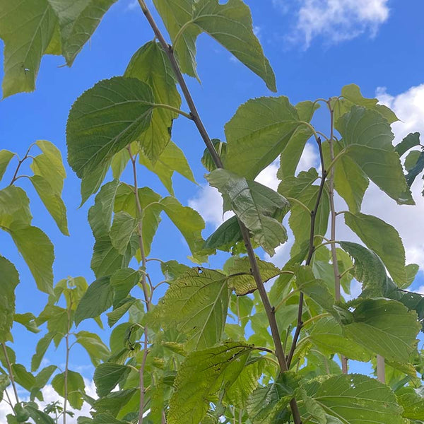 Morus nigra ‘Wellington’ Tree (Mulberry Tree) (12-Litre Pot) image 0
