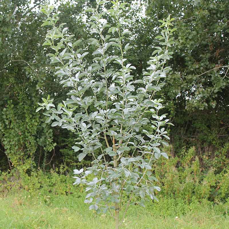 Sorbus aria ‘Lutescens’ Tree (Whitebeam) (12-Litre Pot) image 0