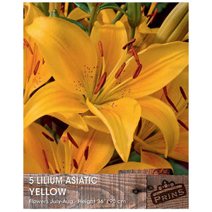 Lilium 'Asiatic Yellow' Bulbs image 0