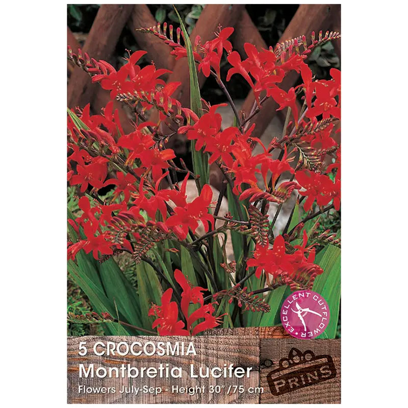 Crocosmia montbretia 'Lucifer' (5 bulbs) image 0