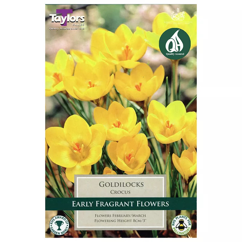 Crocus 'Goldilocks' (10 bulbs) image 0