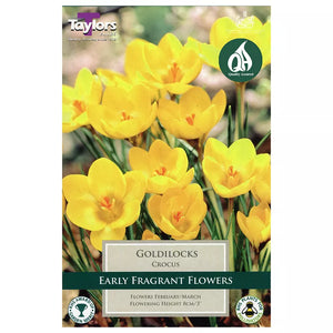 Crocus 'Goldilocks' (10 bulbs) image 0