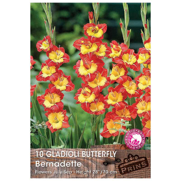 Gladioli Butterfly 'Bernadette' - 10 bulbs image 0