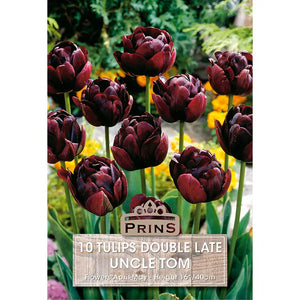 Tulip 'Uncle Tom' (10 bulbs) image 0