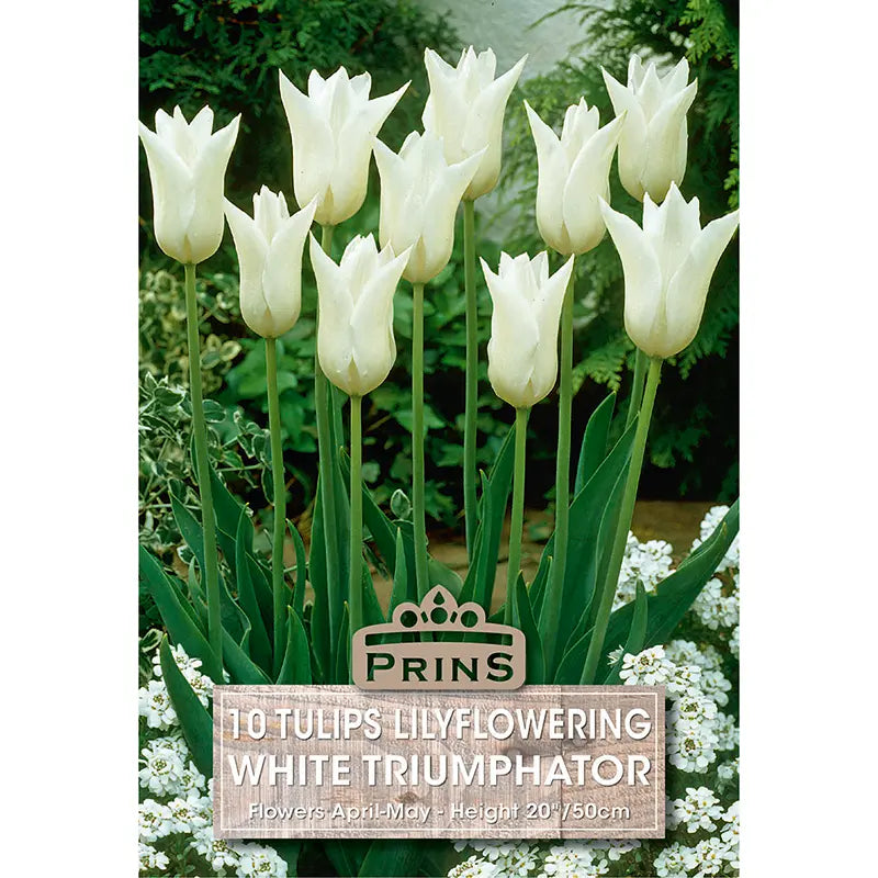 Tulip 'White Triumphator' (10 bulbs) image 0