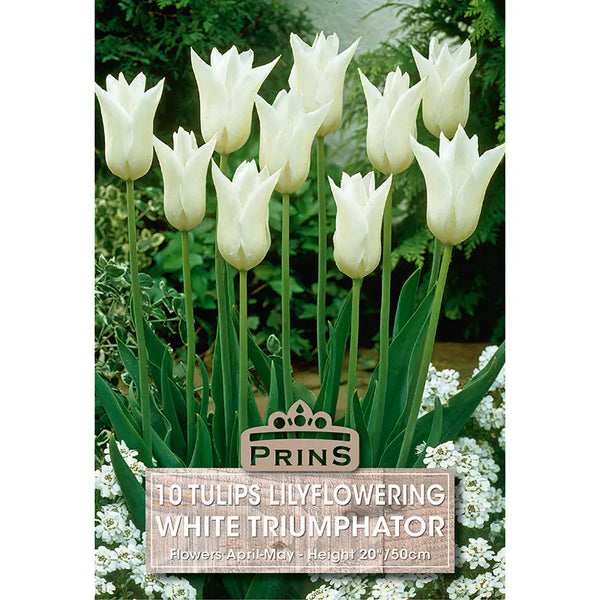 Tulip 'White Triumphator' (10 bulbs) image 0