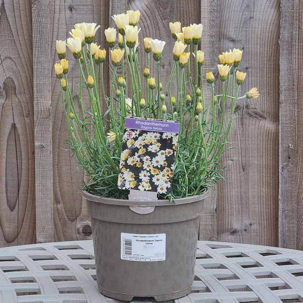 Rhodanthemum ‘Zagora Yellow’ (3-Litre Pot) image 1