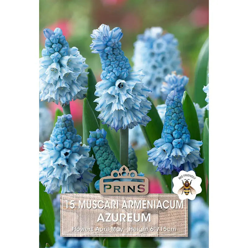 Muscari azureum (15 bulbs) image 0