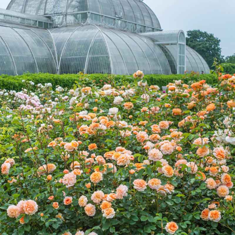 David Austin Port Sunlight® English Shrub Rose (6-Litre Pot) image 0