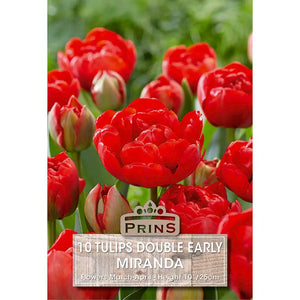 Tulip 'Miranda' (10 bulbs) image 0