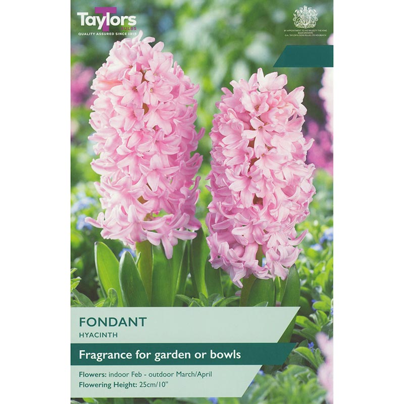 Hyacinth ‘Fondant’ (5 Bulbs) image 0