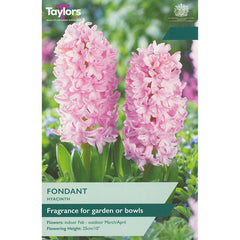 Hyacinth ‘Fondant’ (5 Bulbs) image 0