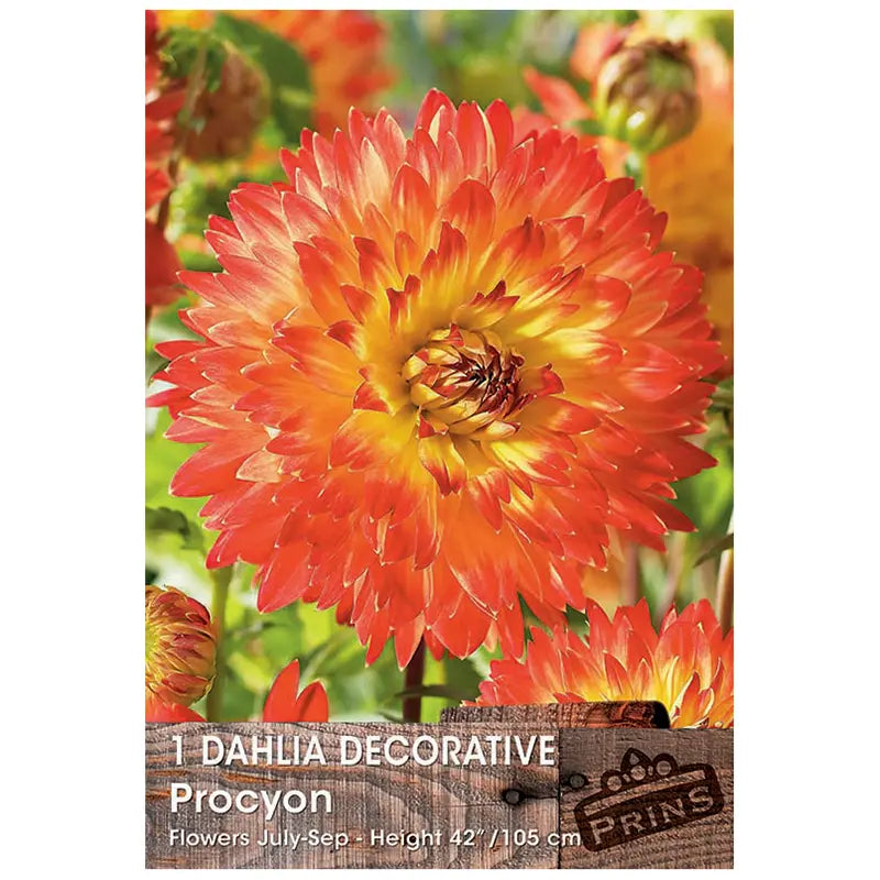 Dahlia Decorative 'Procyon' (1 tuber) image 0