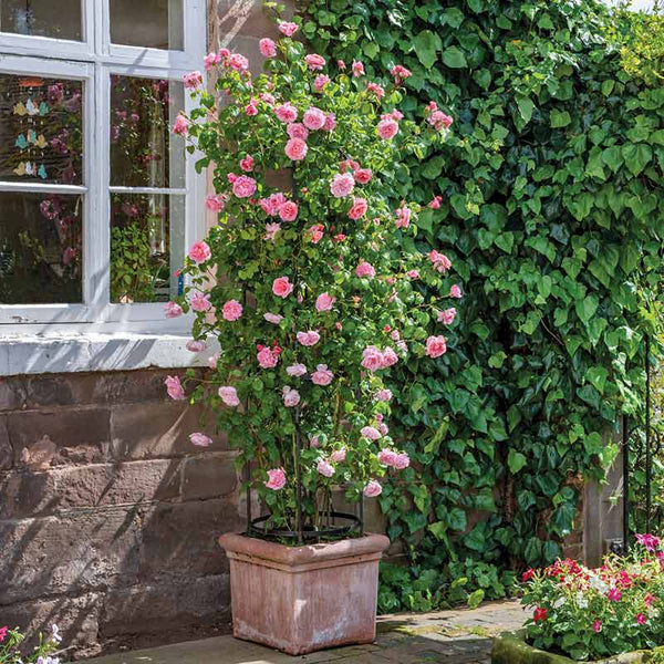 David Austin Strawberry Hill® English Climbing Rose (6-Litre Pot) image 3