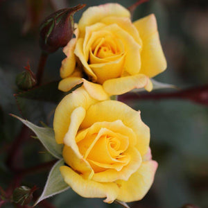 Whartons Roses Laura Ford ‘Chewarvel’ Climbing Rose (4-Litre Pot) image 0