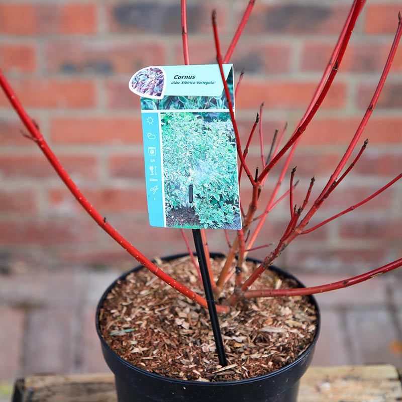 Cornus alba 'Sibirica Variegata' (3 litre pot) image 0
