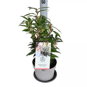 Sarcococca hookeriana 'Winter Gem' (Christmas Box) image 0