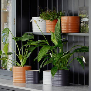 Ivyline Hadleigh Matt Indoor Planter Range image 0