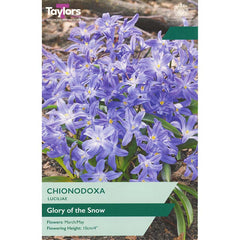 Chionodoxa luciliae ‘Glory of the Snow’ (20 Bulbs) image 0