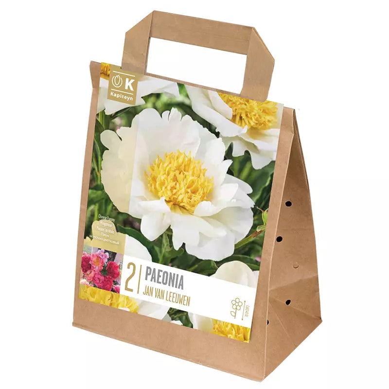 Paeonia 'Jan Van Leeuwen' (2 bulbs) image 0