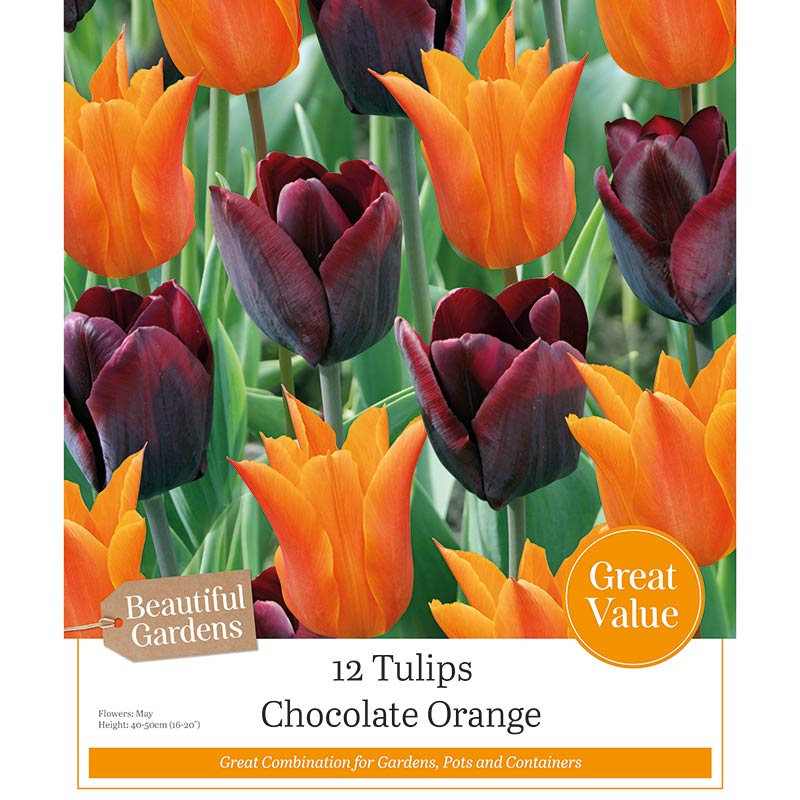 Tulips ‘Chocolate Orange’ (12 Bulbs) image 0