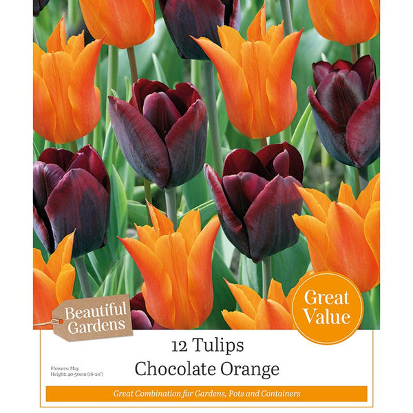 Tulips ‘Chocolate Orange’ (12 Bulbs) image 0