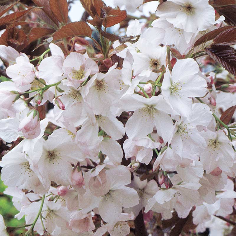Prunus ‘Matsumae-fuki’ Tree (Chocolate Ice) (12-Litre Pot) image 0