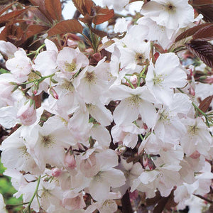 Prunus ‘Matsumae-fuki’ Tree (Chocolate Ice) (12-Litre Pot) image 0
