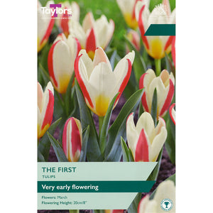 Tulip ‘The First’ (8 Bulbs) image 0