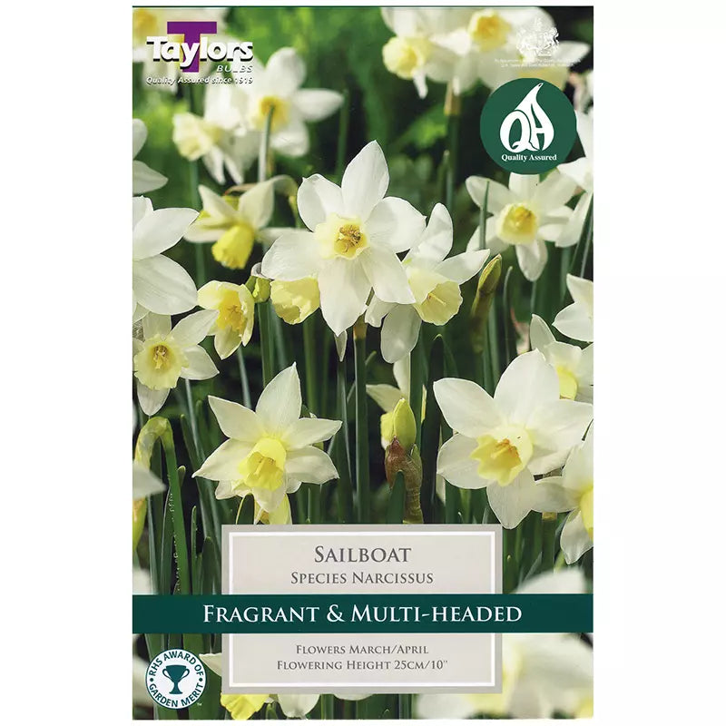 Narcissus 'Sailboat' (5 Bulbs) image 0