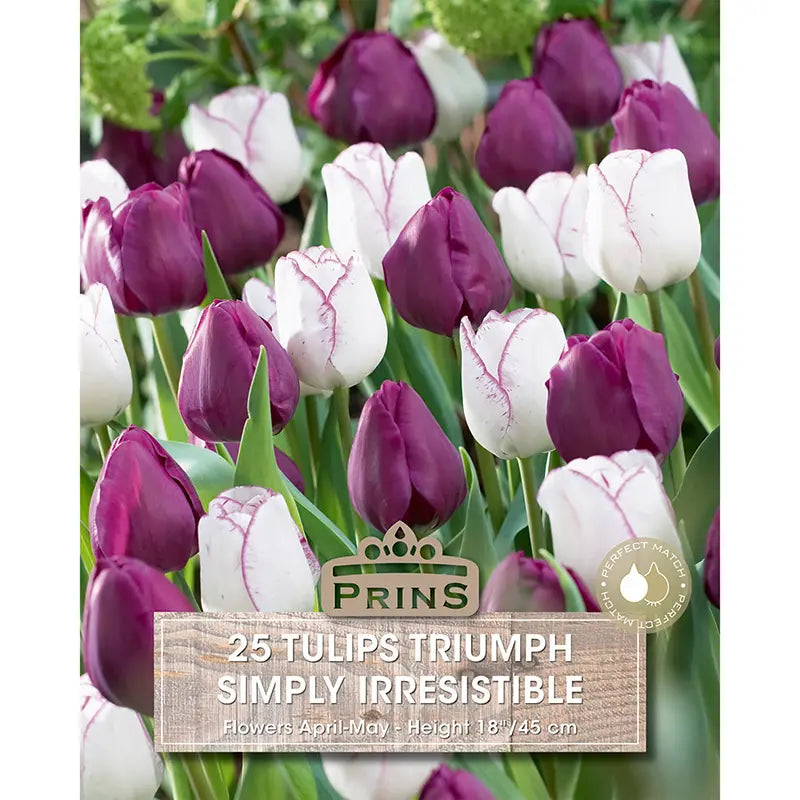 Tulip 'Simply Irresistible' (25 bulbs) image 0