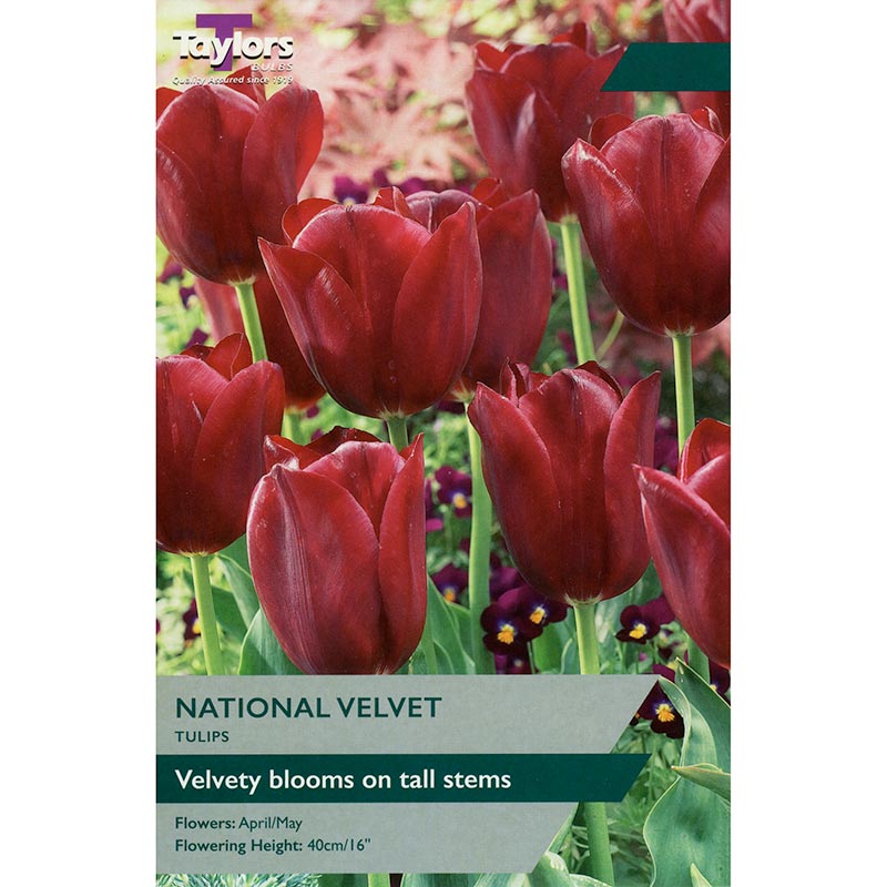 Tulip ‘National Velvet’ (6 Bulbs) image 0