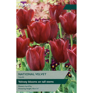Tulip ‘National Velvet’ (6 Bulbs) image 0