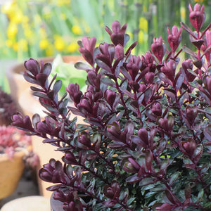 Hebe 'Claret Crush' image 1
