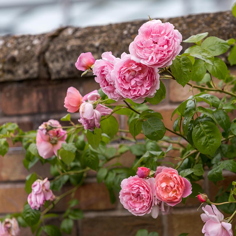 David Austin Strawberry Hill® English Climbing Rose (6-Litre Pot) image 0