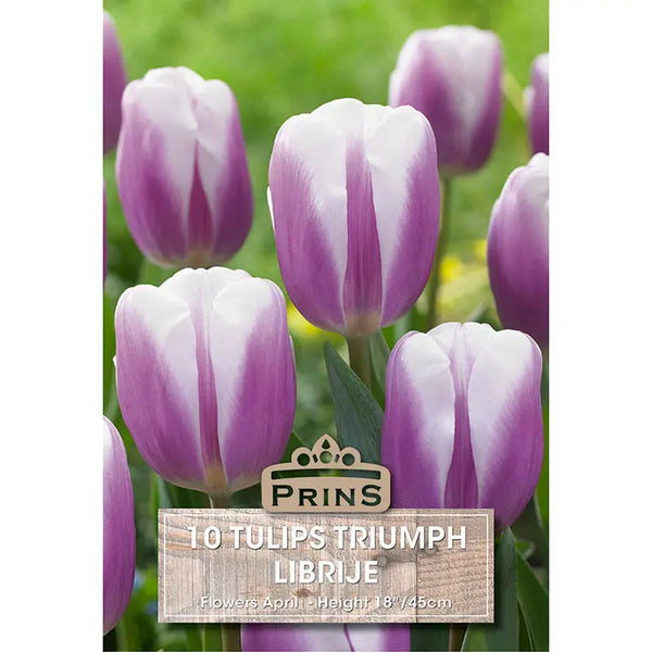 Tulip 'Librije' (10 bulbs) image 0