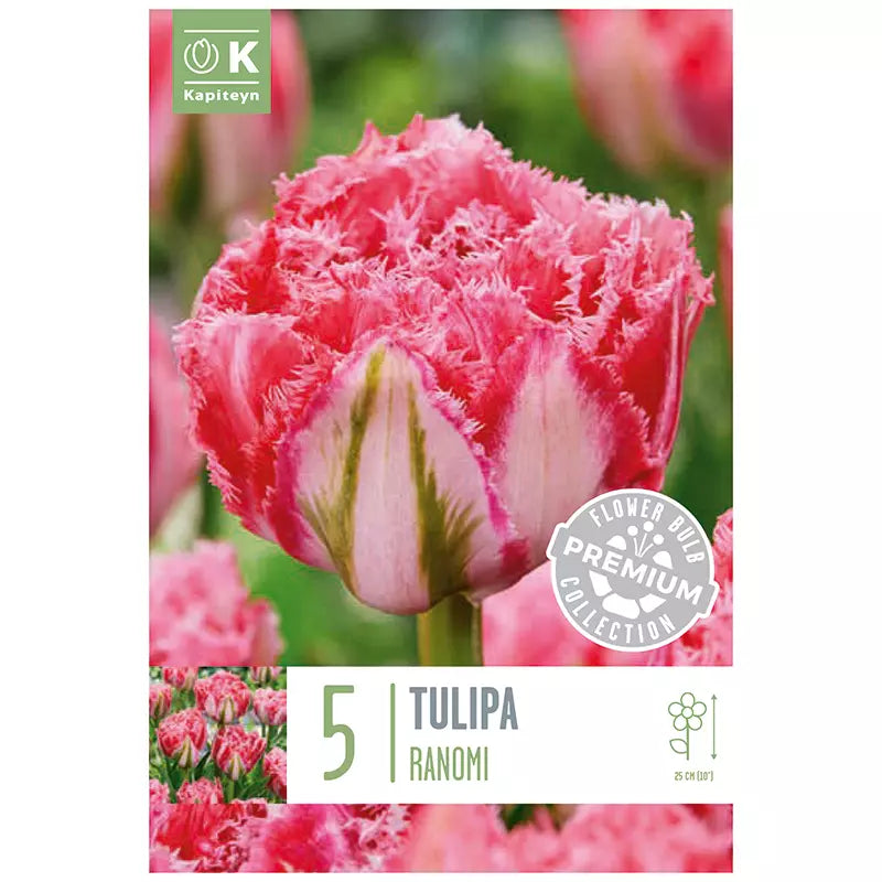 Tulip 'Ranomi' (5 bulbs) image 0