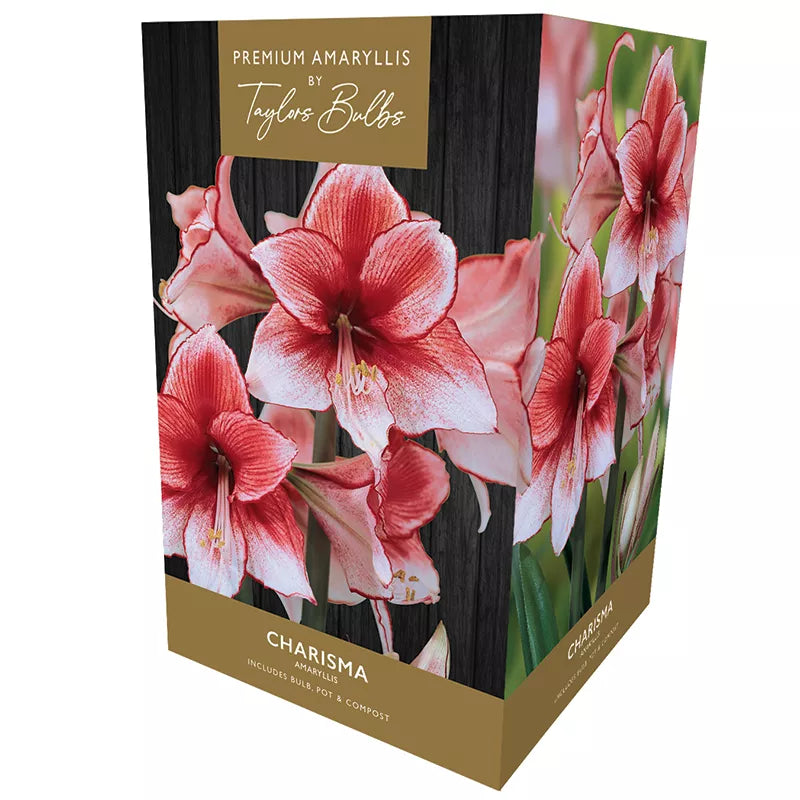 Amaryllis 'Charisma' (Premium Indoor Growing Kit Gift Pack) image 0
