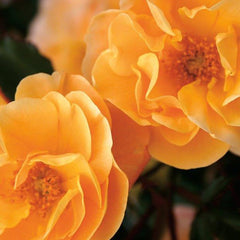 Whartons Roses ‘Flower Carpet Amber’ Ground Cover Rose (3-Litre Pot) image 0