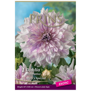 Dahlia Decorative 'Mom's Special (1 tuber) image 0