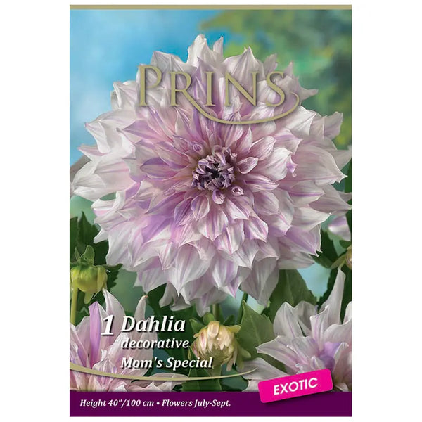 Dahlia Decorative 'Mom's Special (1 tuber) image 0